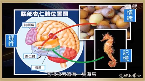 海馬迴|海馬迴認知圖的功用，不只一種